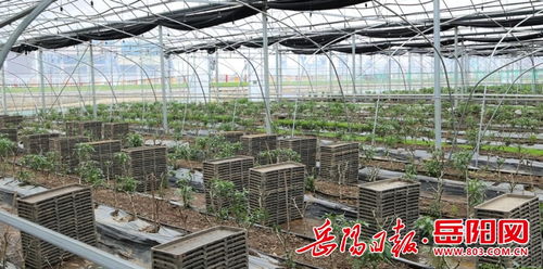 华容 张岳平带队到汨罗市考察交流设施农业和绿色食品产业